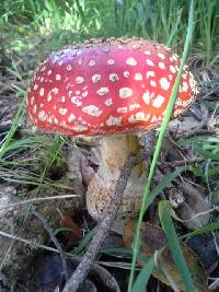 Amanita muscaria image