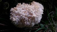 Hericium coralloides image