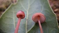 Mycena californiensis image