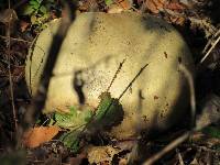 Calvatia gigantea image