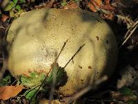 Calvatia gigantea image