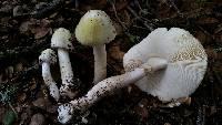 Amanita phalloides image