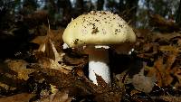 Amanita gemmata image