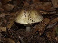 Amanita phalloides image