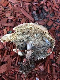 Chlorophyllum molybdites image