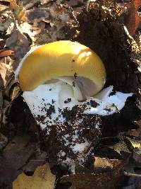 Amanita calyptroderma image