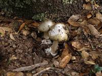 Amanita phalloides image