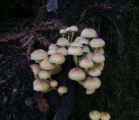 Hypholoma fasciculare image