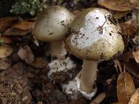 Amanita phalloides image