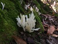 Clavaria fragilis image