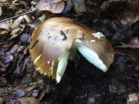 Amanita calyptroderma image