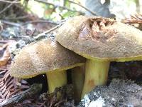 Boletus subtomentosus image