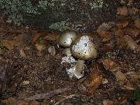 Amanita phalloides image