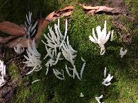 Clavaria fragilis image