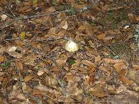 Amanita phalloides image