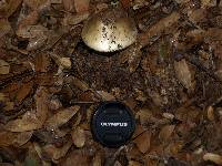 Amanita phalloides image