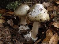 Amanita phalloides image