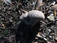 Lycoperdon perlatum image