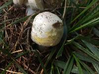 Agaricus xanthodermus image