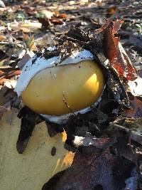 Amanita calyptroderma image