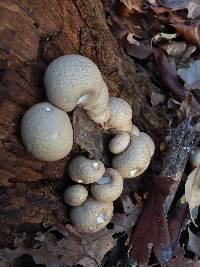 Lycoperdon pyriforme image