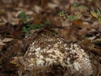 Amanita gemmata image