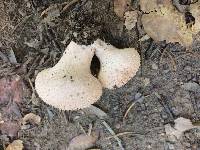 Lycoperdon perlatum image