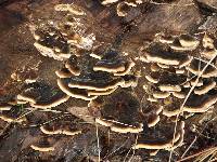 Trametes versicolor image