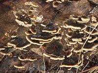 Trametes versicolor image