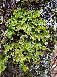 Lobaria pulmonaria image