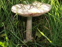 Volvariella gloiocephala image