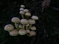 Hypholoma fasciculare image