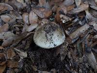 Amanita phalloides image