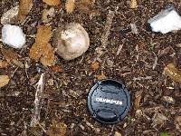 Volvariella gloiocephala image