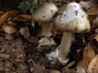 Amanita phalloides image