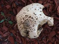 Chlorophyllum molybdites image