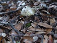 Amanita phalloides image