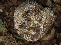 Amanita gemmata image