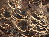 Trametes versicolor image