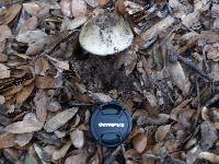 Amanita phalloides image