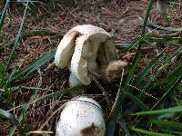 Agaricus xanthodermus image