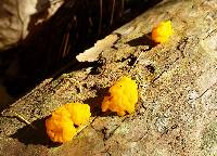 Tremella mesenterica image