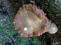 Omphalotus olivascens image