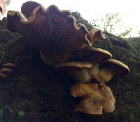 Omphalotus olivascens image