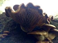 Omphalotus olivascens image