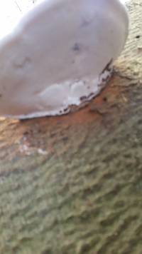 Ganoderma applanatum image