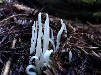 Clavaria fragilis image