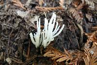 Clavaria fragilis image