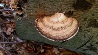 Ganoderma applanatum image