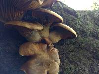 Omphalotus olivascens image